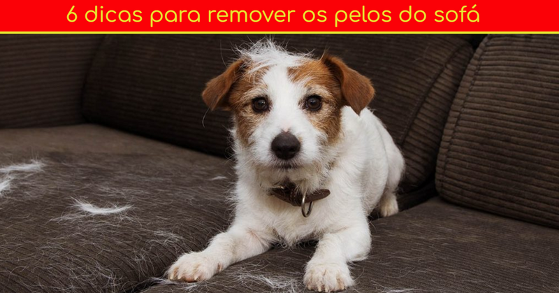 6 Dicas Para Remover Pelos do Cão do Sofá